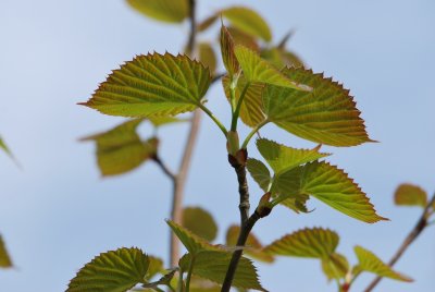 Davidia involucrata 'Vilmoriniana' - davidie listenová 'Vilmoriniana' - jarní výhonky (3)